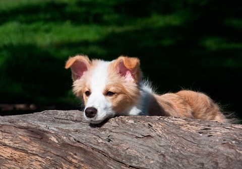 Framed Border Collie puppy dog looking over a log Print