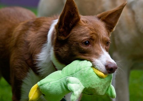 Framed USA, California McNab Shepherd at play Print