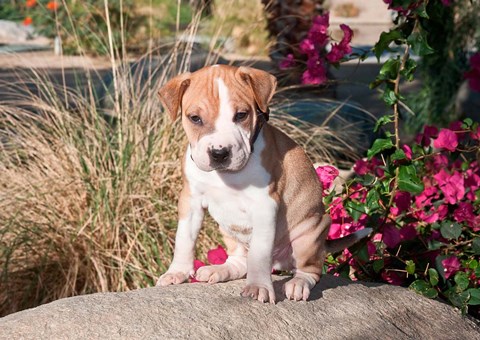 Framed American Pitt Bull Terrier puppy dog Print