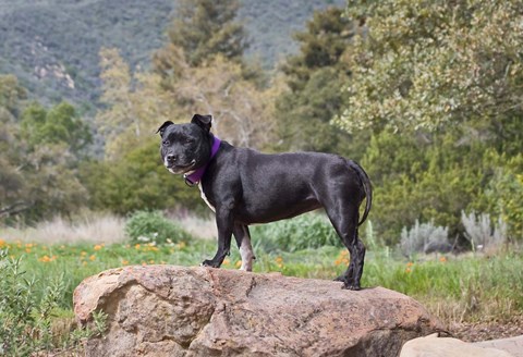 Framed Staffordshire Bull Terrier dog in garden Print