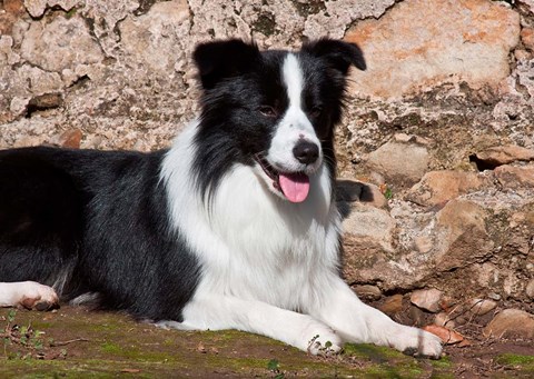 Framed Border Collie dog next to a rock wall Print