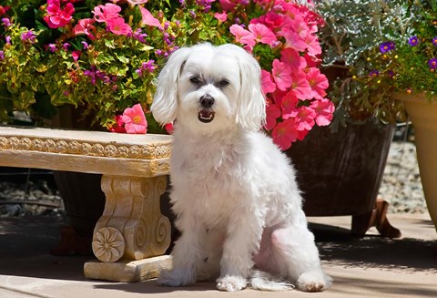 Framed USA, California Maltese sitting next to garden bench with flowers Print