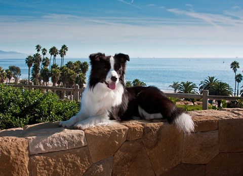 Framed Border Collie dog resting on a wall Print