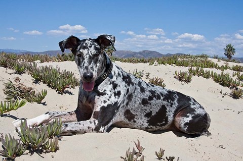 Framed Great Dane lying in the sand in Ventura, California Print