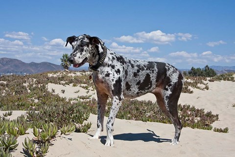 Framed Great Dane standing in sand at the Ventura Beach, California Print