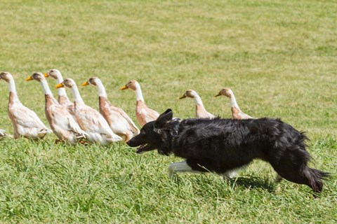 Framed Purebred Border Collie dog herding ducks Print