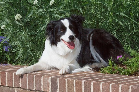 Framed Purebred Border Collie dog lying on wall Print