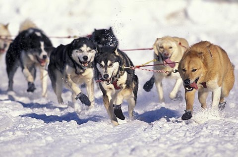 Framed Iditarod Dog Sled Racing through Streets of Anchorage, Alaska, USA Print