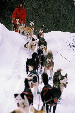 Framed Dog Sled Racing in the 1991 Iditarod Sled Race, Alaska, USA Print