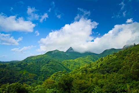 Framed Puerto Rico, El Yunque National Forest, Rainforest Print