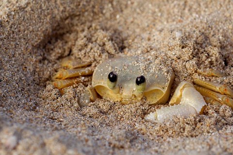 Framed Emerald Beach Sand Crab, Lindergh Bay, St Thomas, US Virgin Islands, Caribbean Print