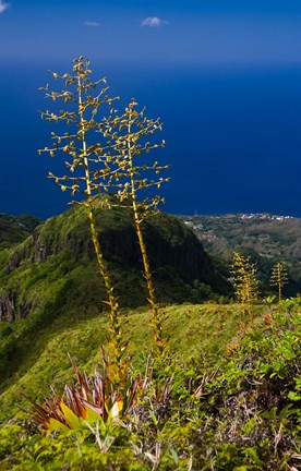 Framed Martinique, West Indies, Agave on Ridge, Mt Pelee Print