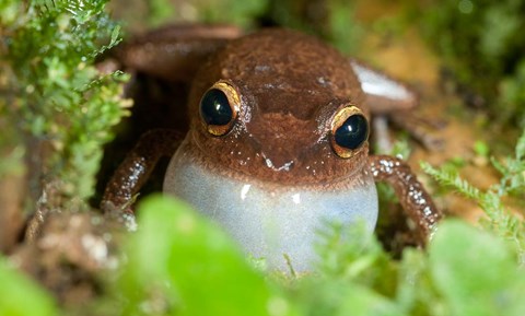 Framed Common coqui frog, El Yunque NF, Puerto Rico Print