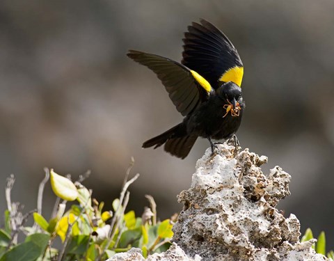 Framed Yellow shouldered blackbird, Mona Island, Puerto Rico Print