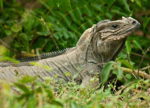 Framed Ground Iguana lizard, Pajaros, Mona Island, Puerto Rico Print