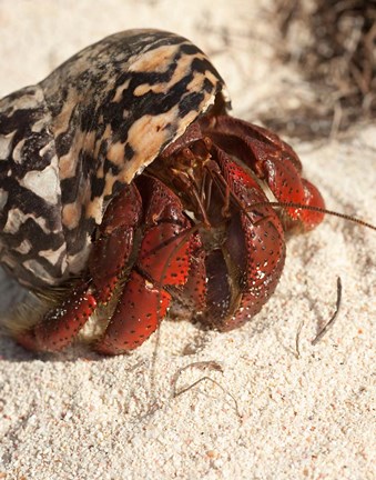 Framed Caribbean hermit crab, Mona Island, Puerto Rico Print