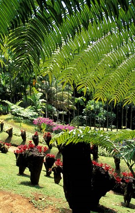 Framed Tropical Plants at the Pitons du Carbet, Martinique, Caribbean Print
