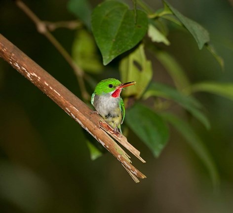 Framed Puerto Rican Tody, Bird, El Yunque NF, Puerto Rico Print