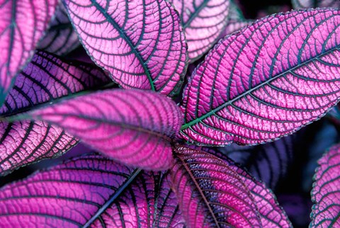 Framed Fond Dous Estate, Persian Shield, St Lucia, Caribbean Print