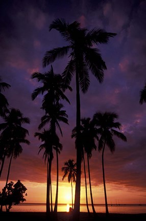 Framed Palm Trees at Sunset, Puerto Rico Print