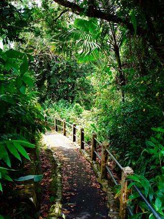 Framed Puerto Rico, Luquillo, El Yunque National Forest path Print