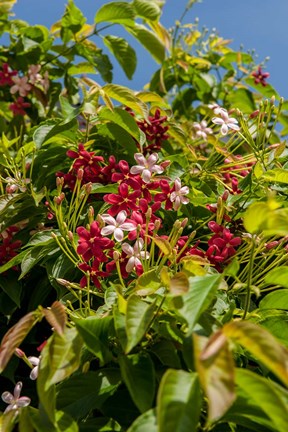 Framed Tropical flora, Grand Cayman, Cayman Islands, British West Indies Print