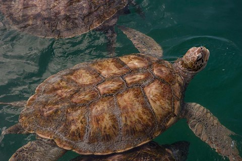 Framed Turtle Farm, Green Sea Turtle, Grand Cayman, Cayman Islands, British West Indies Print