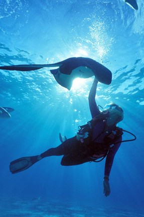 Framed Snorkeling, Stingray City, Grand Cayman, Caribbean Print