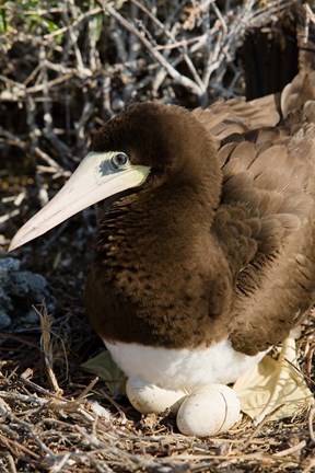 Framed Brown Booby wildlife Cayman Islands, Caribbean Print