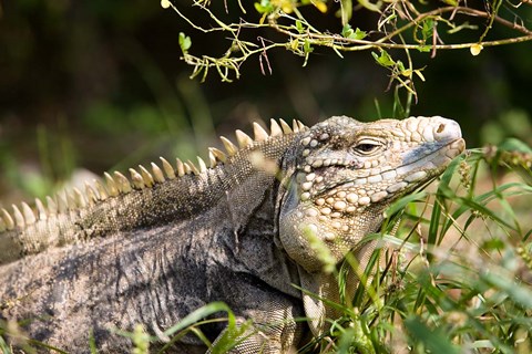 Framed Iguanas (Lizard), Cayman Islands, Caribbean Print