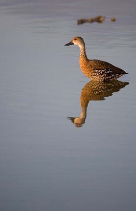 Framed Cayman Islands, West Indian Whistling Duck Print