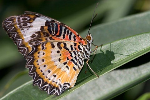 Framed Lacewing Butterfly at the Butterfly Farm, St Martin, Caribbean Print