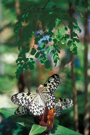 Framed Butterfly Farm on St Martin, Caribbean Print