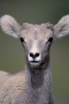 Framed Bighorn Sheep, Banff National Park, Alberta, Canada Print