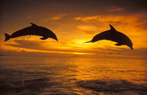 Framed Silhoutte of Bottlenose Dolphins, Caribbean Print