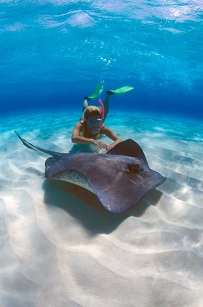 Framed Stingray City, Grand Cayman, Cayman Islands, Caribbean Print