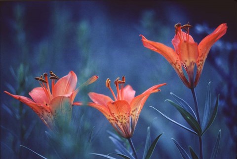 Framed Alberta, Jasper National Park Wood lily flowers Print