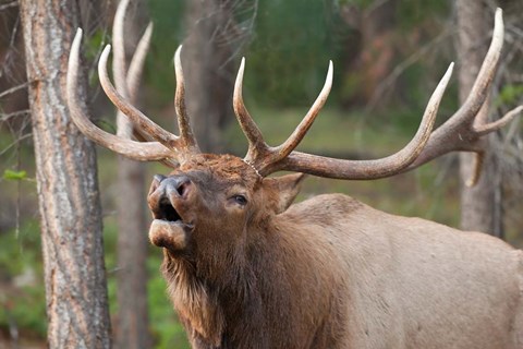 Framed Canada, Alberta, Jasper National Park Bull elk bugling Print