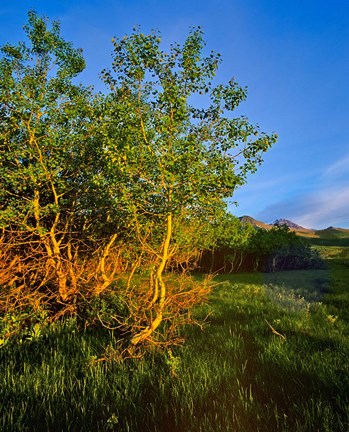 Framed Quaking Aspen Grove along the Rocky Mountain Front in Waterton Lakes National Park, Alberta, Canada Print