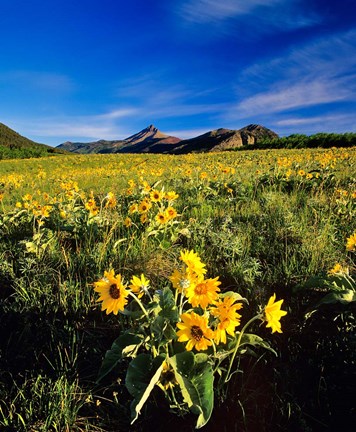 Framed Balsamroot along the Rocky Mountain Front, Waterton Lakes National Park, Alberta, Canada Print