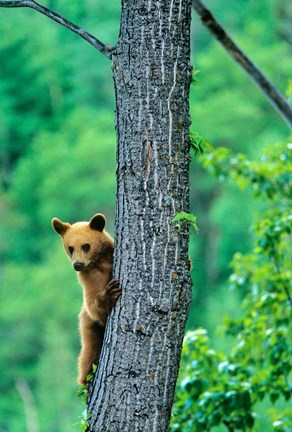 Framed Black bear, Waterton Lakes National Park, Alberta Print