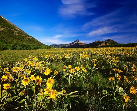Framed Arrowleaf balsomroot covers the praire, Waterton Lakes National Park, Alberta, Canada Print