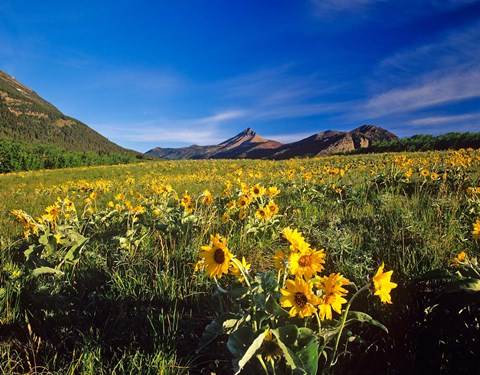 Framed Arrowleaf balsomroot flowers, Waterton Lakes NP, Alberta Print