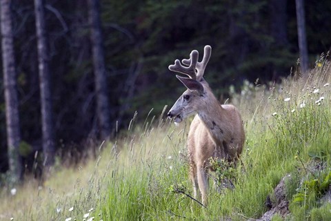 Framed Young deer in Banff National Park, Alberta, Canada Print