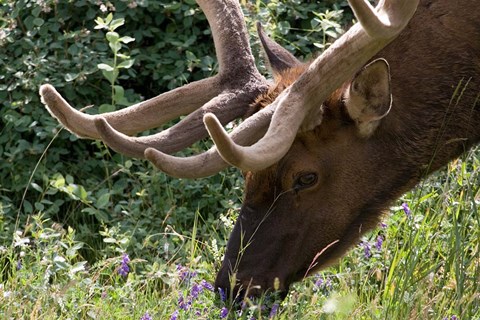 Framed Portrait of Elk Feeding at Jasper National Park, Canada Print