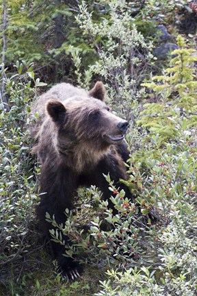 Framed Grizzly bear in Kootenay National Park, Canada Print