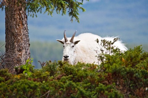 Framed Alberta, Jasper National Park, Mountain Goat wildlife Print