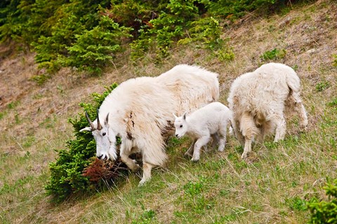 Framed Alberta, Jasper NP, Mountain Goat wildlife Print