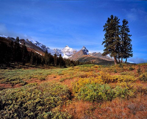 Framed Landscape with Mt Saskatchewan, Banff NP, Alberta Print