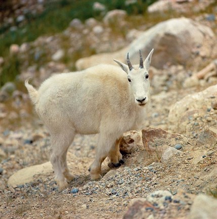 Framed Alberta, Banff NP, Rocky Mountain goat Print
